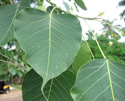 peepal-tree-information-in-Hindi