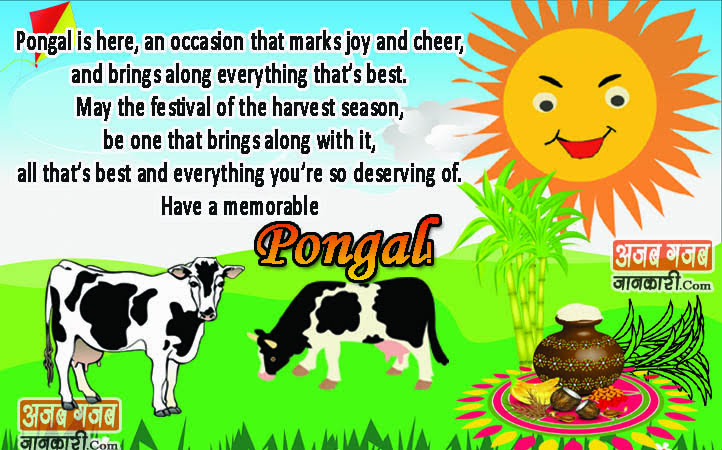 pongal wishes images