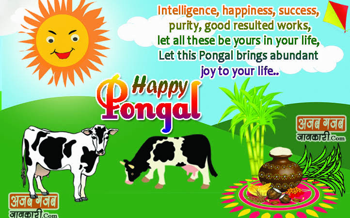 pongal wishes quotes in english