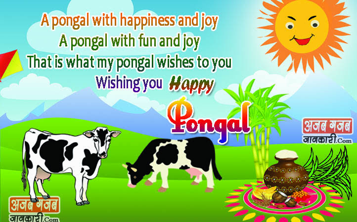 pongal wishes