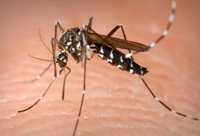 Why do mosquitoes bite according to research in Hindi