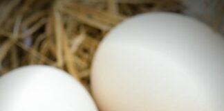 The Effect of Eggs on Your Cholesterol